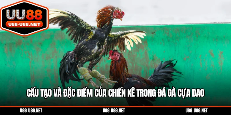 Cấu tạo và đặc điểm của chiến kê trong đá gà cựa dao