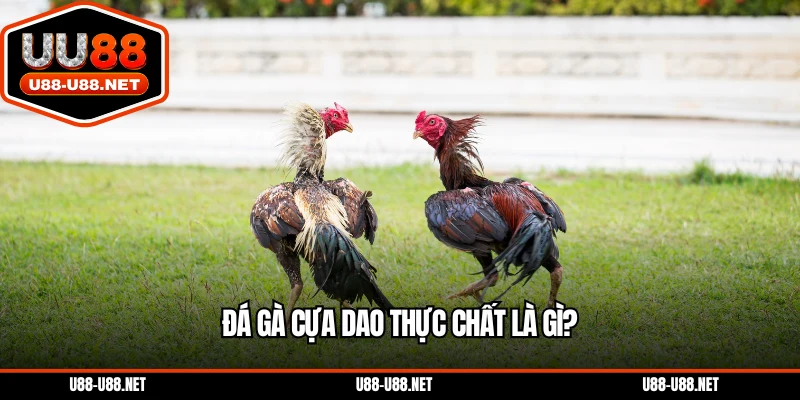 Đá gà cựa dao thực chất là gì?