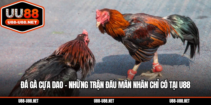 Đá gà cựa dao