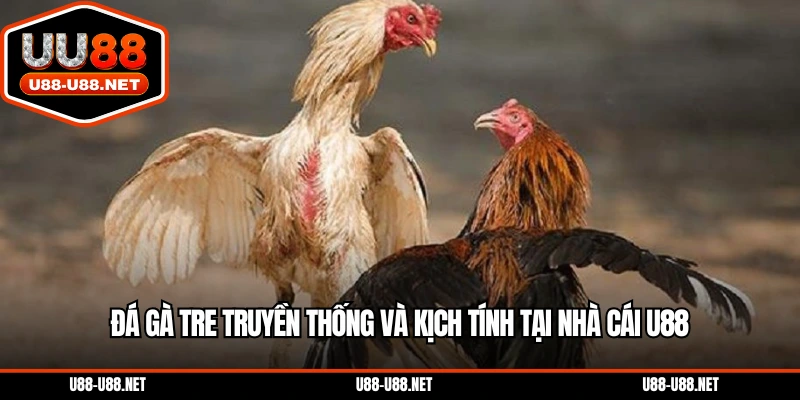 Đá gà tre truyền thống và kịch tính tại nhà cái U88