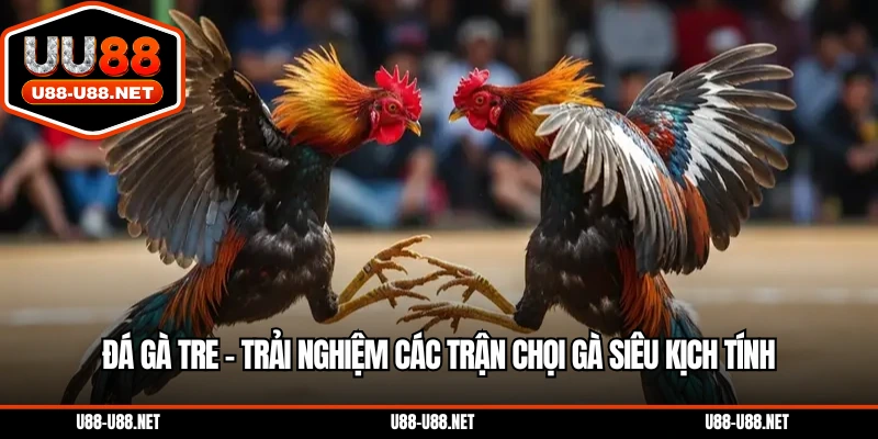 Đá gà tre
