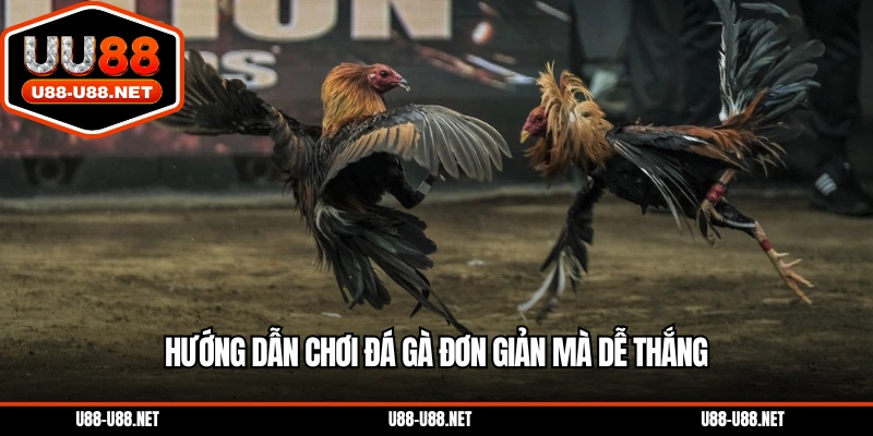 Hướng dẫn chơi đá gà đơn giản mà dễ dàng thắng