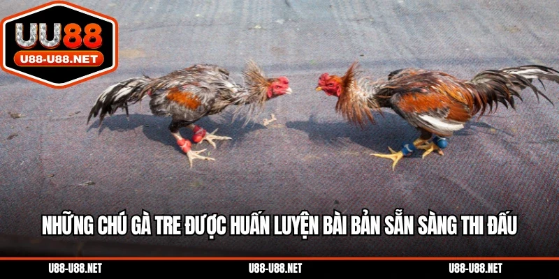 Những chú gà tre được huấn luyện bài bản sẵn sàng thi đấu