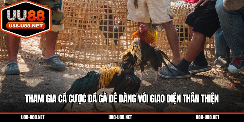 Tham gia cá cược đá gà dễ dàng với giao diện thân thiện