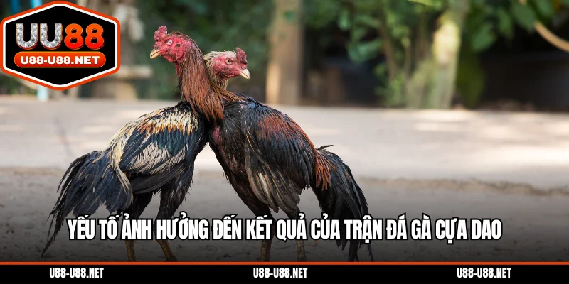 Yếu tố ảnh hưởng đến kết quả của trận đá gà cựa dao